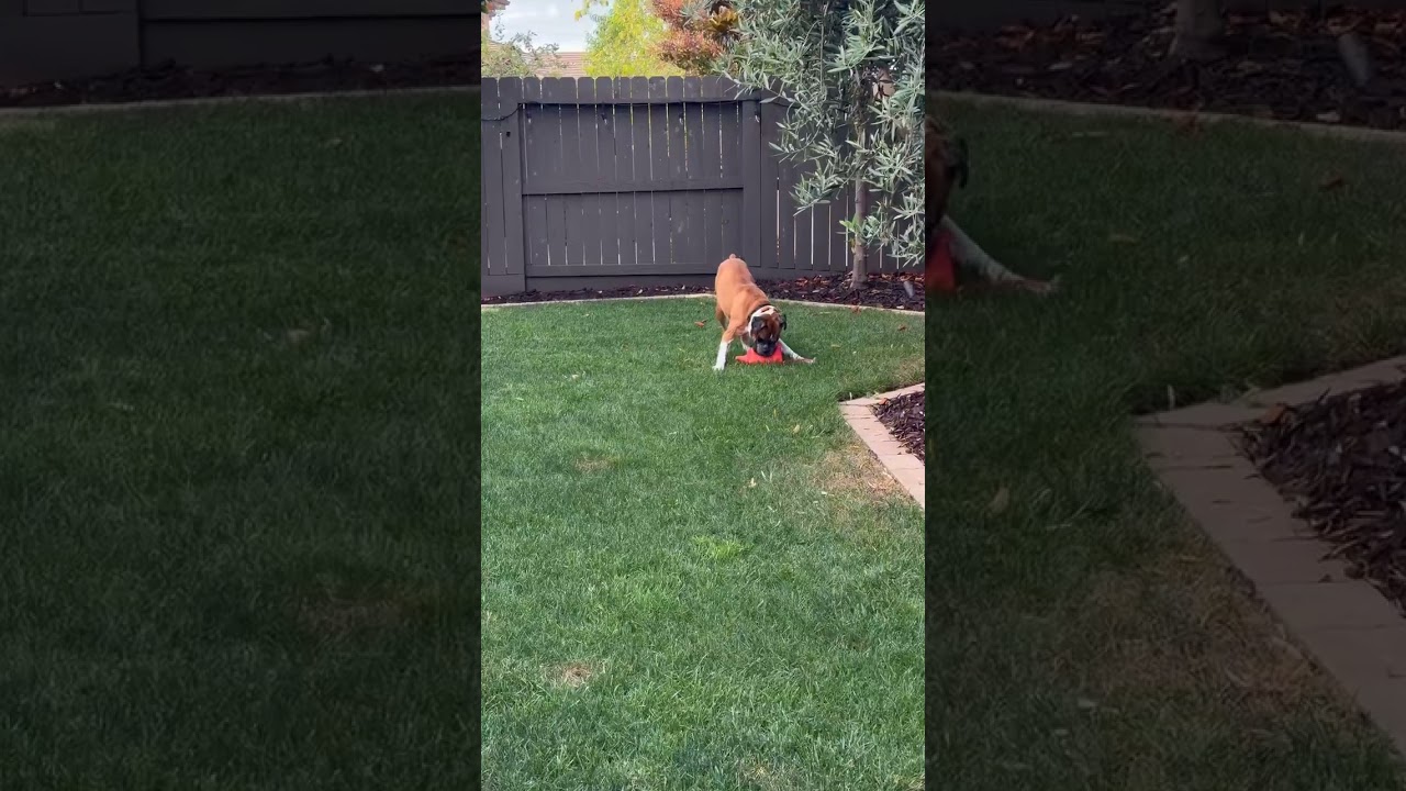 Enlarge Oscar, an adopted Boxer in Davis, CA video 6/6