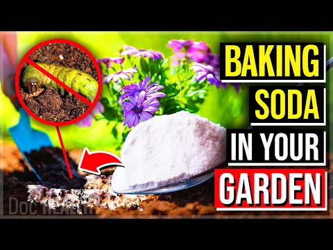 9 POWERFUL Health Benefits Of Using Baking Soda Every Day
