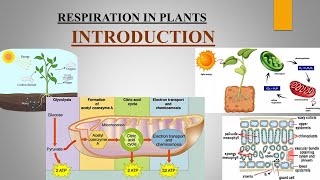 respiration in plants #part 1 introduction #respiration  chap12 I cls11th#biology#ncert#plantscience