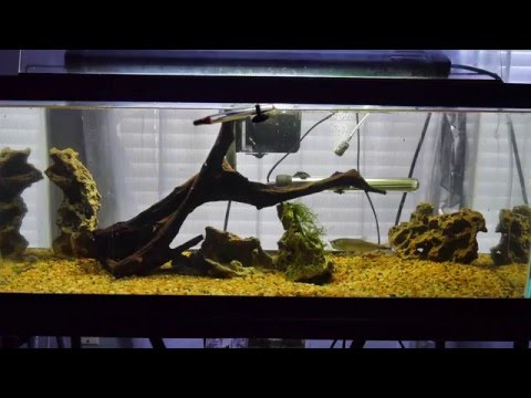 download lagu mp3 mp4 Golden Dorado Aquarium, download lagu Golden Dorado Aquarium gratis, unduh video klip Golden Dorado Aquarium