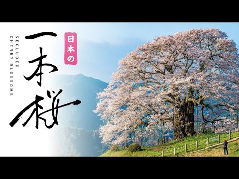 日本の一本桜【4K Ultra HDブルーレイ】サンプルムービー