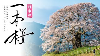 日本の一本桜【4K Ultra HDブルーレイ】サンプルムービー