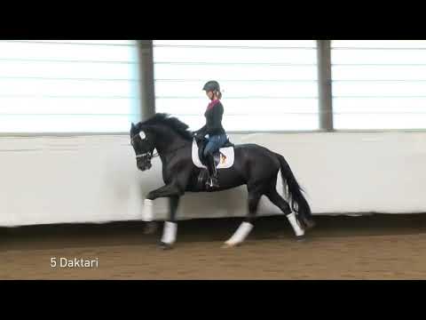 Marbacher Wochenende - jetzt die Auktionspferde ausprobieren!