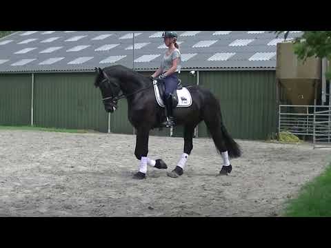 Stal Okkema's Tjibbe