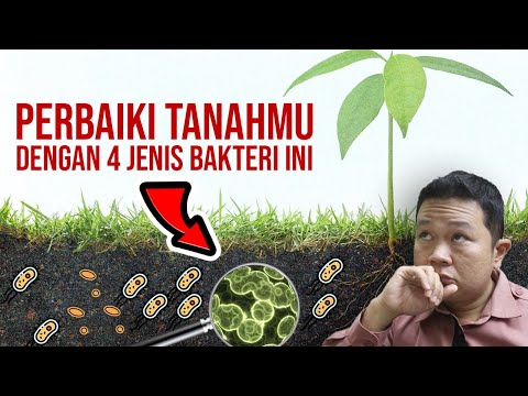 , title : 'SUBURKAN TANAH PERTANIANMU DENGAN 4 BAKTERI PELARUT FOSFAT INI ❗❗❗'