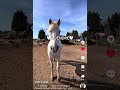 Jument camargue 8 ans