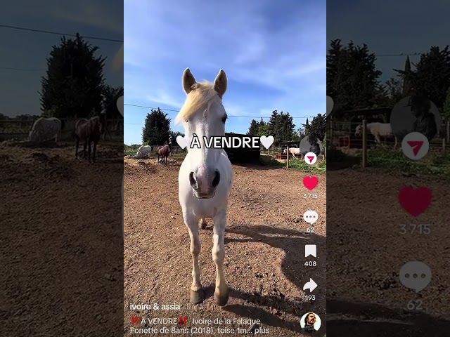 Jument camargue 8 ans