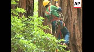 Cloning the ancient Redwoods in Calfornia
