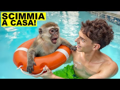 Ti presento Pisellino, la mia scimmia..