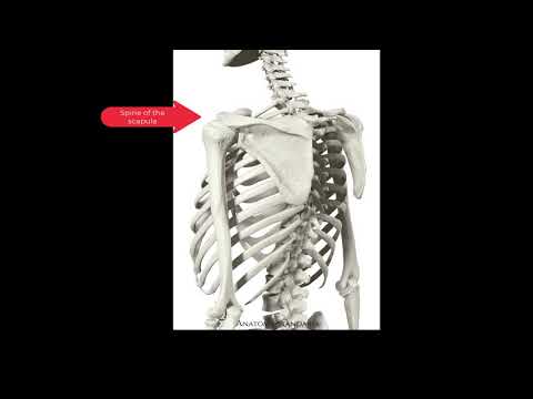 Sculpting the Body - Adding Bony Landmarks + Smooth Muscle Transitions