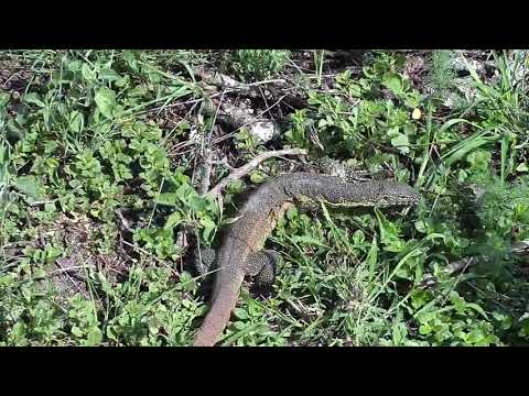 Djuma: Water Monitor Lizard searching for a meal below the cam - 08:37 - 12/06/20