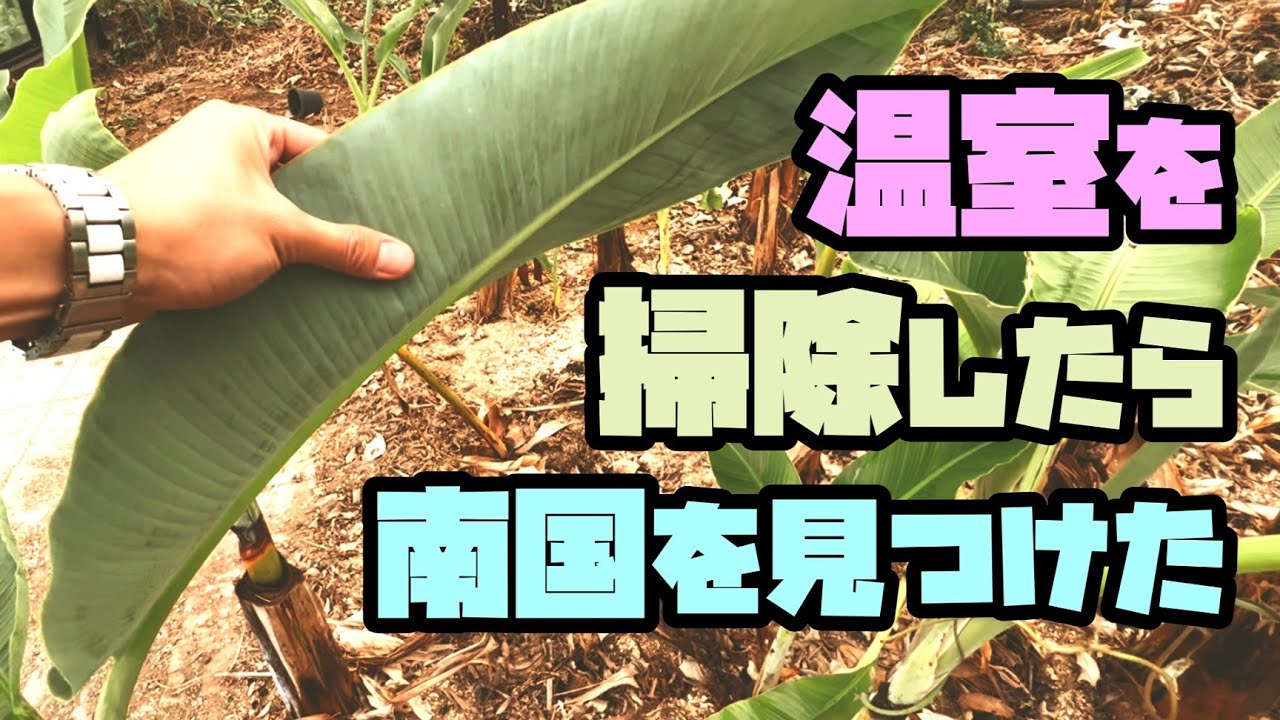 温室の雑草をたい肥にして南国化する