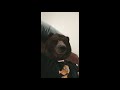 Bear Farts 3