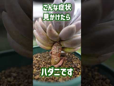 開花多肉植物アエオニウム赤面の美しさ