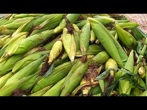 Muito Milho na Feira Venturosa Pe.28/04/26