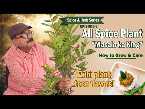 All Spice Plant (King of Spices) - One plant for all spices I How to grow, Benefits & Uses #allspice