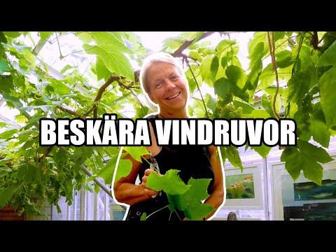 , title : 'Beskära vindruvor - Kosters Trädgårdar'