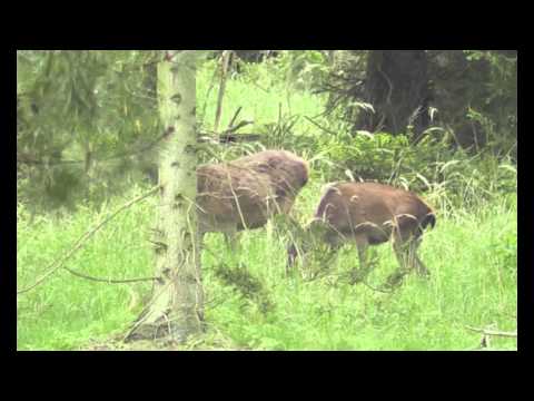 Rotwild im Mai Kanzelwiese