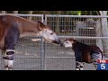 170924055 Rare Okapi Calf Is Born At San Diego Zoo