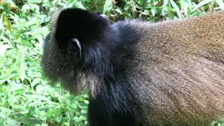 preview picture of video 'Golden monkeys at Mgahinga Gorilla National Park, Uganda'