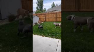 Download lagu Two Pitbulls Confront Mountain Lion in Backyard — Epic Fight Caught on Camera mp3