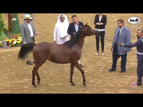 N 126 NAJLA AL NASSER   1st Qatar Arabian Horse Show Local Bred