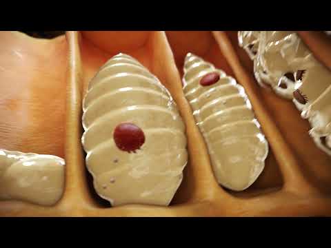 Vječna borba protiv Varoe - The eternal struggle against Varroa mites