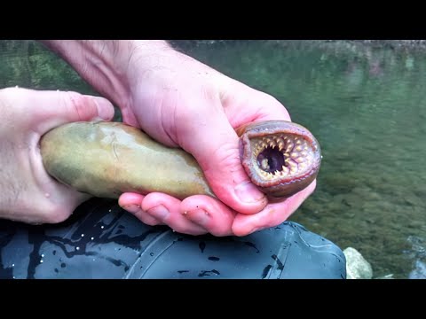 12 Strange Animals That Seem To Have Come From Parallel Universe