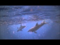 DOLPHIN VIDEO   DRY TORTUGAS
