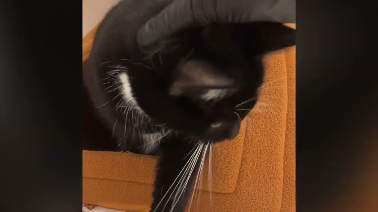 Enlarge Marvin, a Adoptable Domestic Short Hair in Philadelphia, PA video 6/6