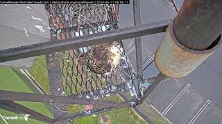 Cornell Red Tailed Hawks 06/11/2024 08:50