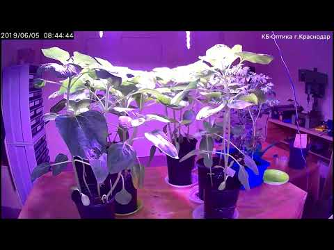 Sunflower - timelaps 04.05.2019-05.08.2019 - FAST version. 1frame per 15 min