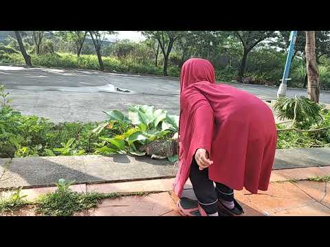 Khuzama Main Sama Kucing di Cifest - 09/20/2020