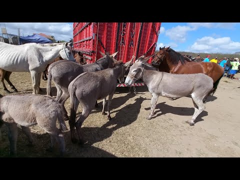 FEIRA DO CAVALO E JUMENTO DE CAMPINA GRANDE-PB 22/10/2025
