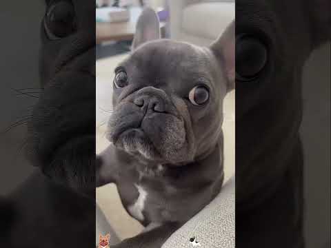 Dramatic French Bulldog 🤣#foryou #doglover #dog #youtube #funnydog #funny #fyp