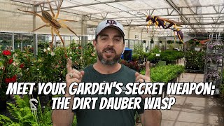 Meet Your Garden’s Secret Weapon: The Dirt Dauber Wasp