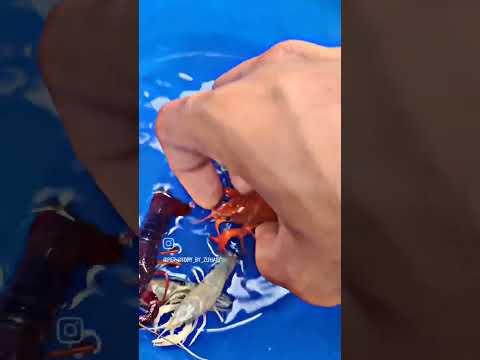 #crayfish 🔥