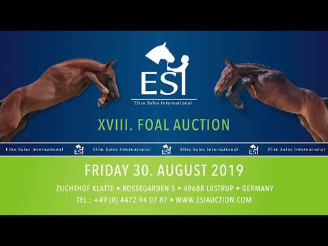 055. "Bowik Keysershof" bay colt by Balou du Rouet x Quaprice Z x Mr. Blue  www.esiauction.com