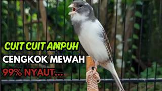 Download lagu KENARI GACOR Cuit CUIT BIRAHI SUARA Kenari MASTERAN TERBAIK UNTUK PANCINGAN & MASTERAN Kenari PAUD mp3 Download lagu KENARI GACOR Cuit CUIT BIRAHI SUARA Kenari MASTERAN TERBAIK UNTUK PANCINGAN & MASTERAN Kenari PAUD mp3