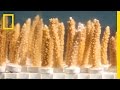 Miami S Choice Bigger Ships Or Coral Reefs National Geographic
