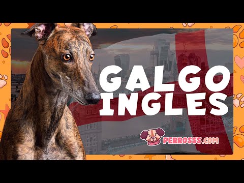 Guía oficial de Galgo inglés