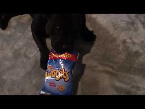 LEO LOVES HIS WOTSITS