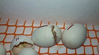Another Chick Hatched | Egg Incubator Day-21 RESULT