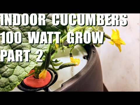 INDOOR CUCUMBERS 100 WATT GROW PART 2