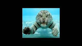 Water Tiger (Born in year 1962)
