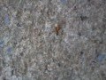 Red Ants Raiding Black Ant Colony 