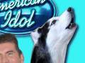 Mishka the Singing Husky Dog American Idol ...