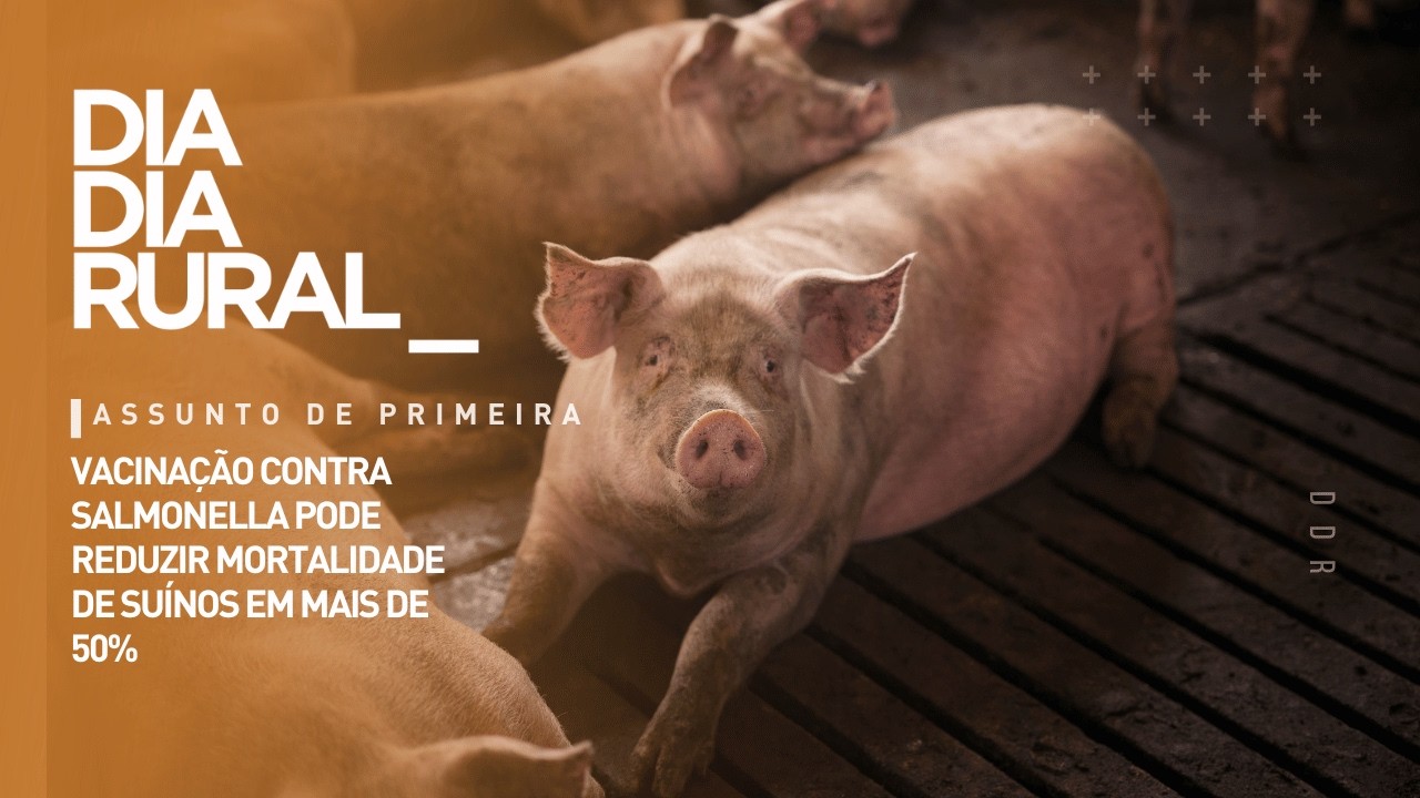 Vacinação contra Salmonella pode reduzir mortalidade de suínos em mais de 50%