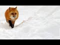 Red Fox Hilariously Pounces Headfirst Into Snow