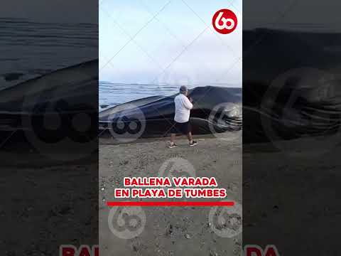 🎙️#N60Noticias| REPORTAN BALLENA VARADA EN PLAYA DE TUMBES||